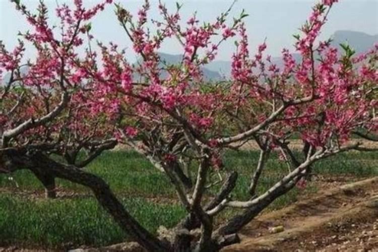 水培麦芽种植技术 水培小麦苗