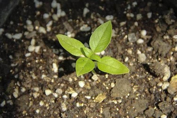 甘蔗施什么肥长得最快