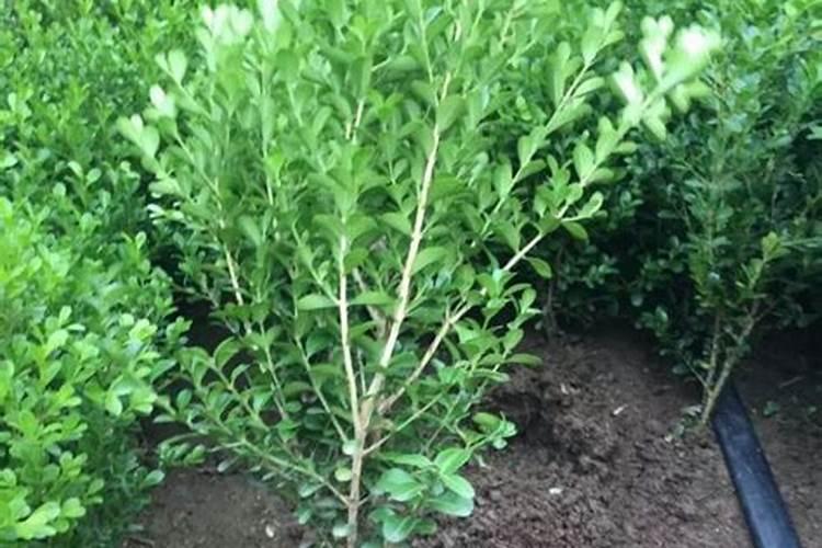 氮肥过多怎么补救？