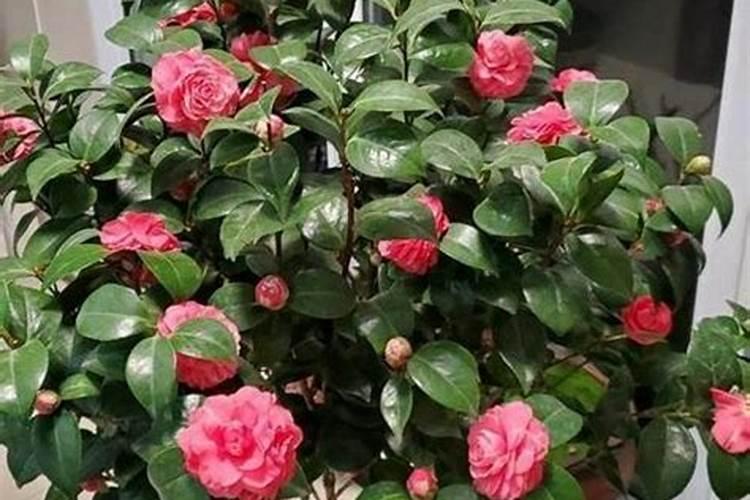 鹤望兰要怎么养 鹤望兰的养护方法