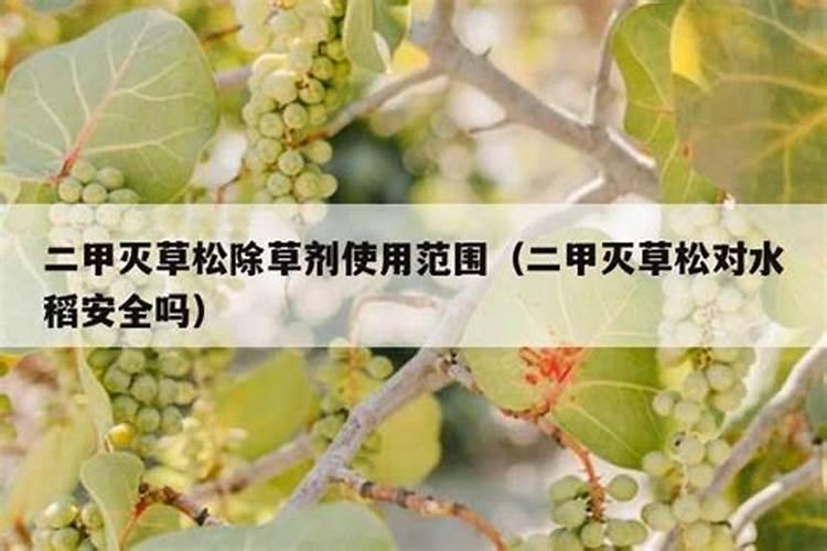 先正达氨基酸水溶肥的功效与作用