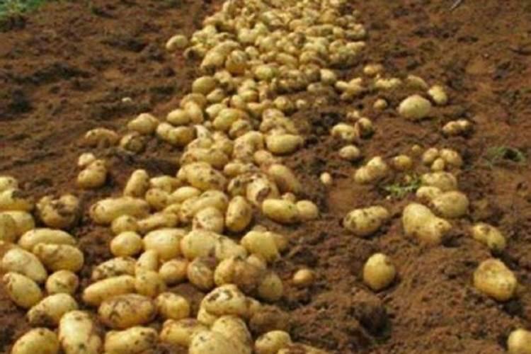 土豆叶面肥在什么时候喷