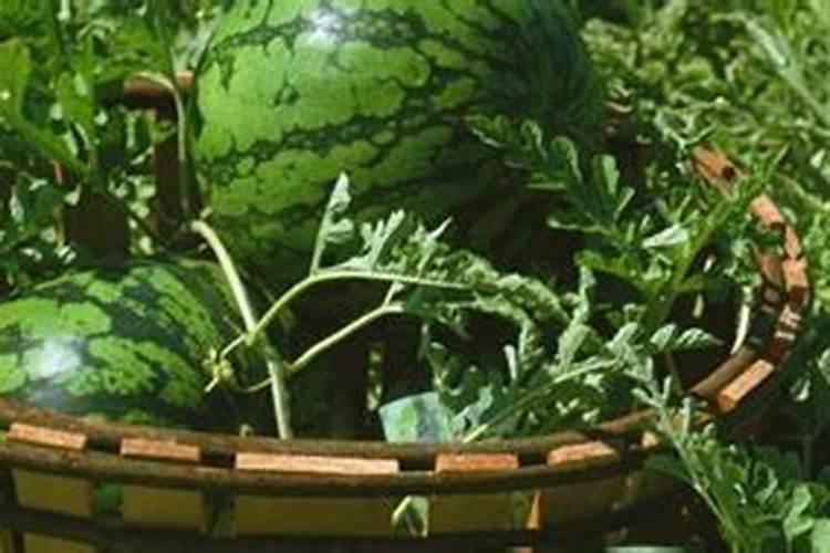 西瓜苗期用什么肥料