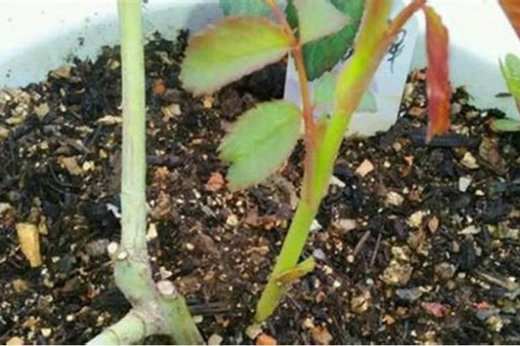 月季花用什么土最好