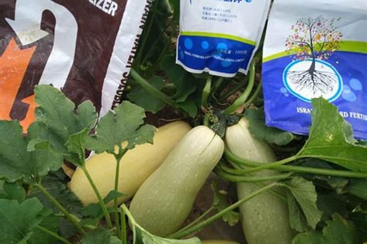 葫芦坐果期如何施肥