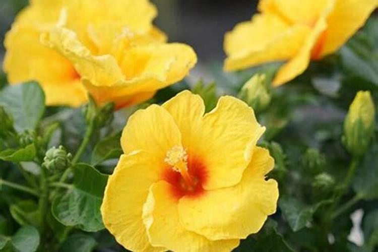 绿化树木为什么要冬季施肥