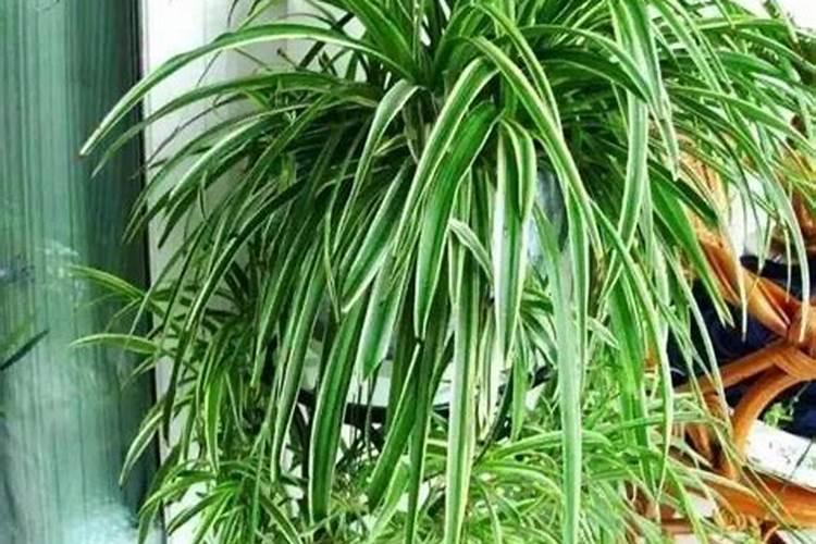 春天小麦什么时间施肥好？