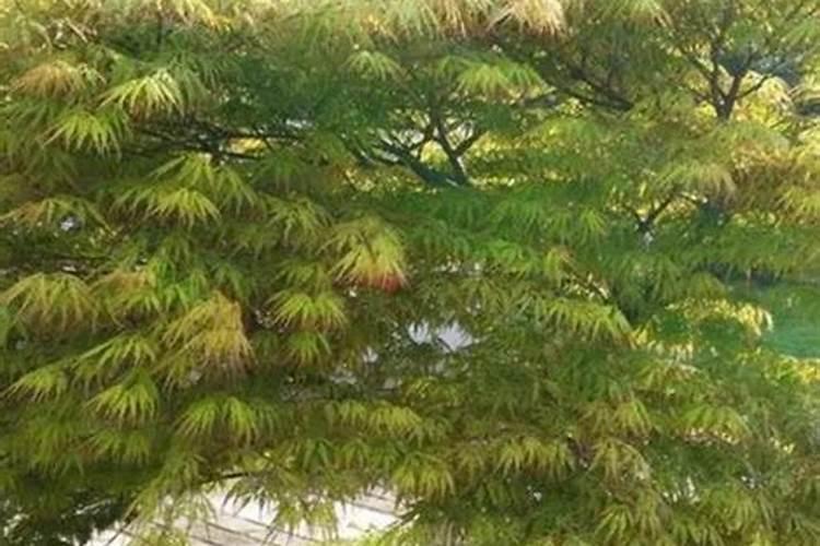 羽毛枫树焦叶怎么治