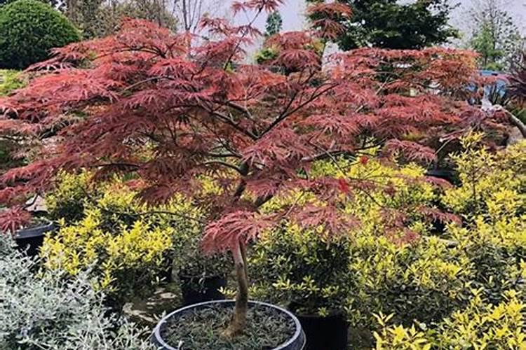 红枫种子怎么种植