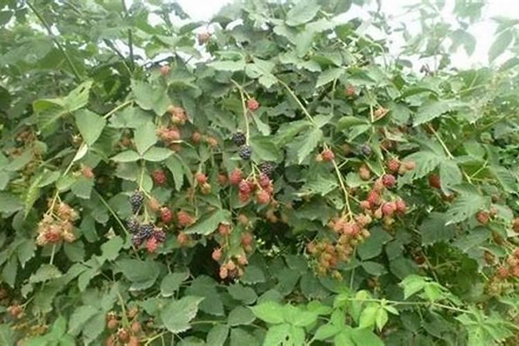 葡萄施钾肥过量的坏处？