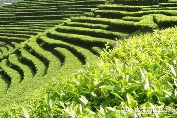 二铵能用于茶叶种植吗？