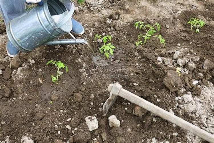 红山茶花的养殖方法和注意事项