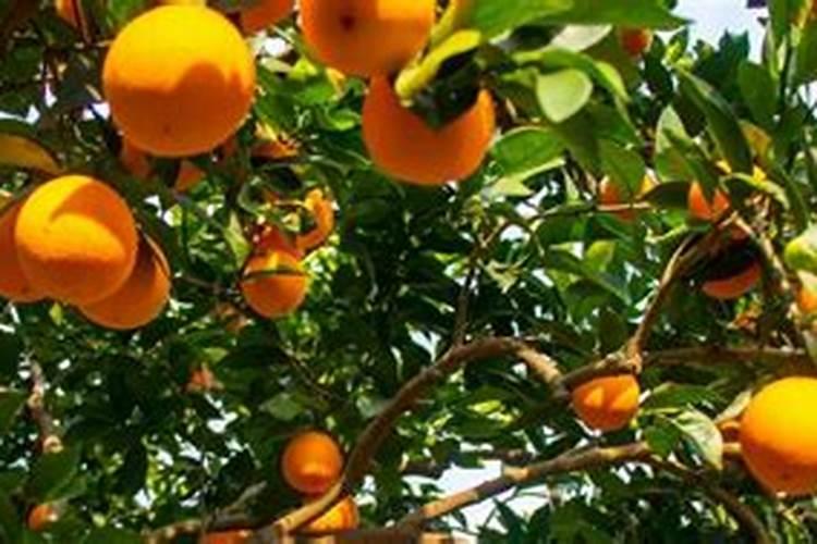 怎样制作草木灰肥料 草木灰做肥料如何施用