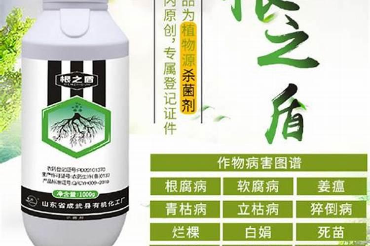 沙参的病虫害的防治方法