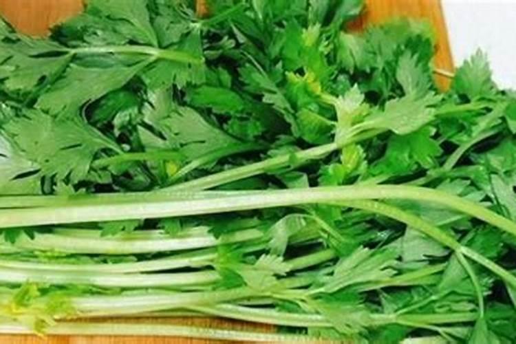 四季秋海棠施什么肥