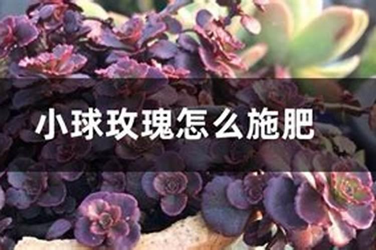 小球玫瑰怎么养成老桩需要满足哪些条件