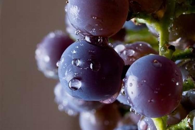 钙镁磷肥怎样用效果好 钙镁磷肥使用注意事项有哪些