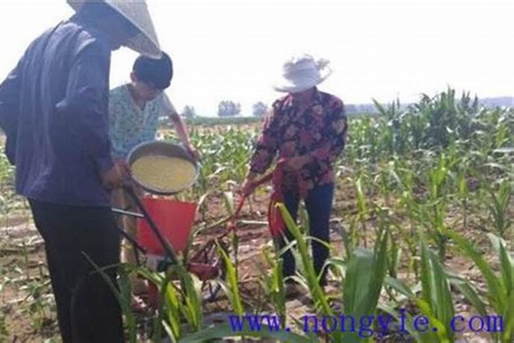 石林人生果怎么吃,可以生吃？要不要去皮？