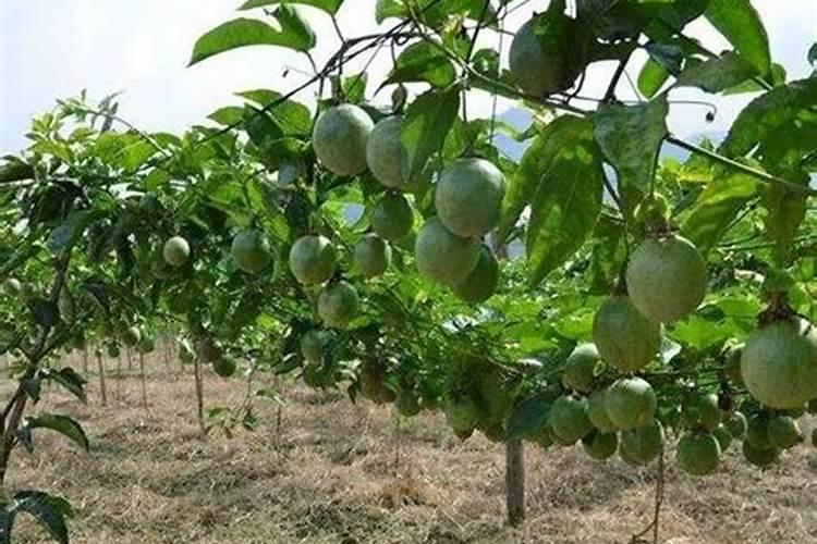 百香果施什么肥料最好