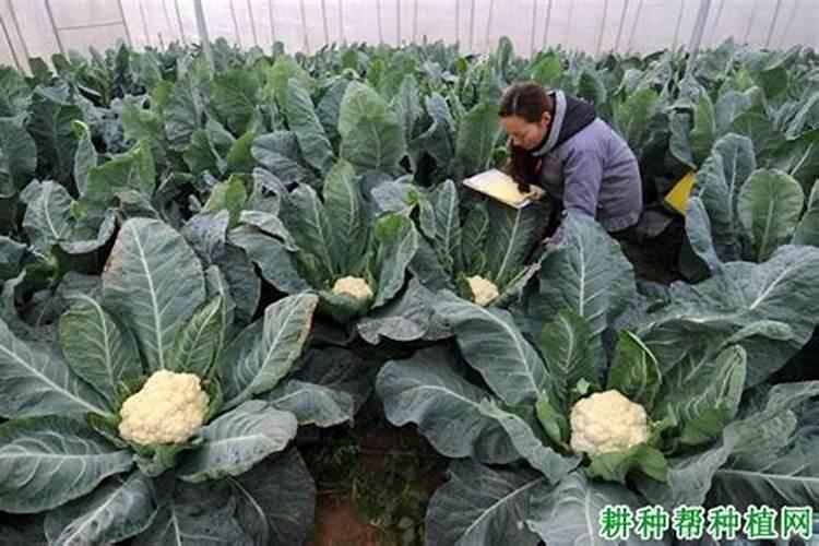 种菜花用什么㡳肥