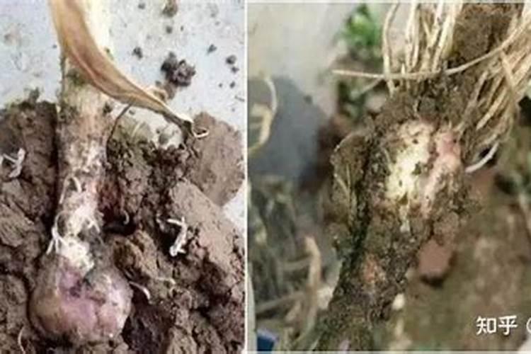 芸苔素对大蒜上的作用