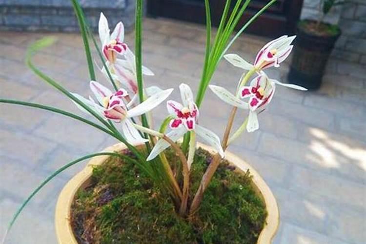 中国股市:仅有这几家才是盐湖提锂的真正的龙头,有望持续爆发!(建议收藏...