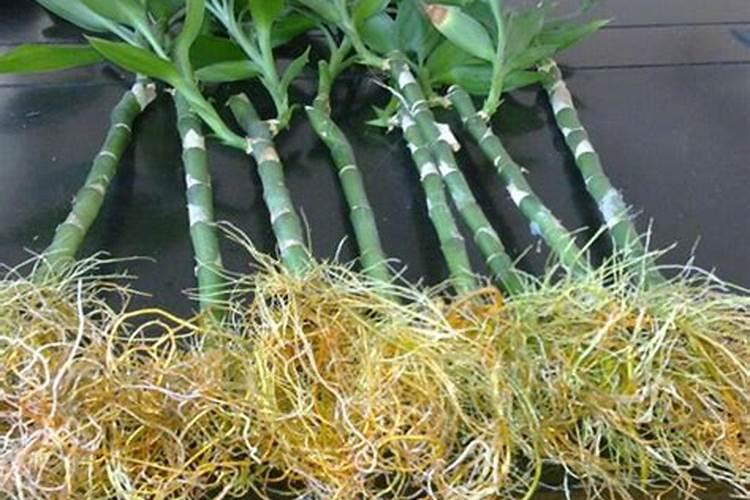 为什么家里样的盆栽总会死 是空气还是泥土不好