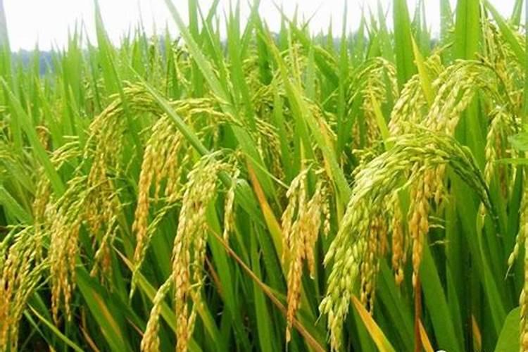 甲胺磷的药性期多少天