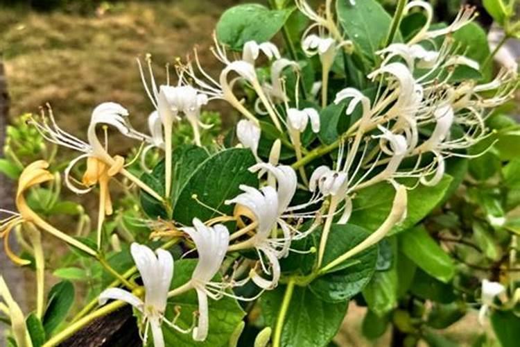 吡唑醚菌酯烯效唑硼肥钙肥能混配吗？