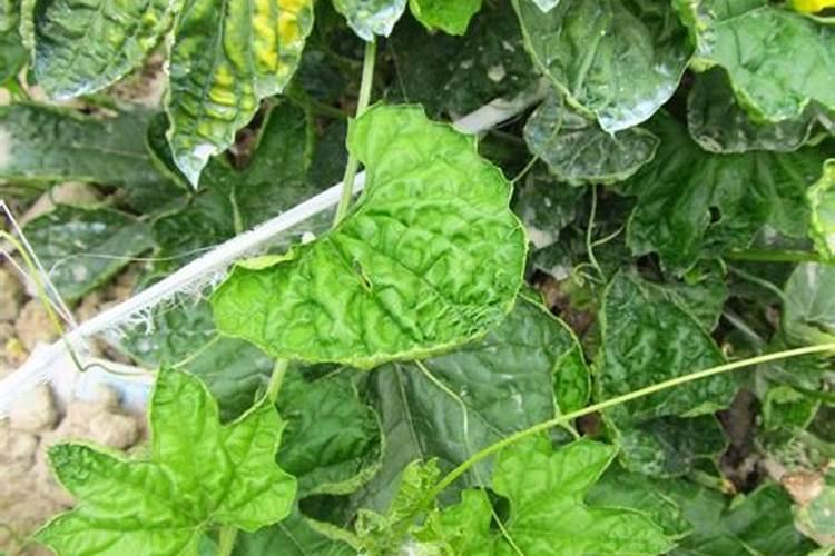 苦瓜结果了需要施什么肥