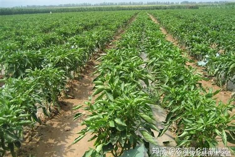 豆角膨果期用什么样含量的冲施肥？