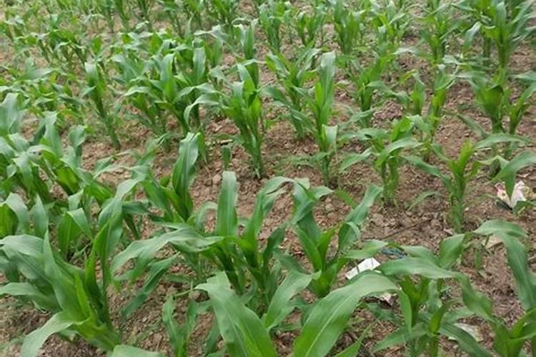 玉米苗小怎么补救最快