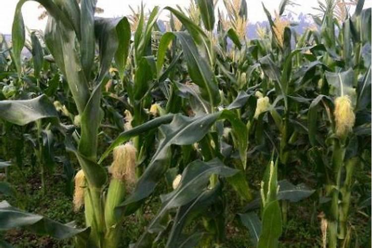 玉米需要多少氮磷钾肥