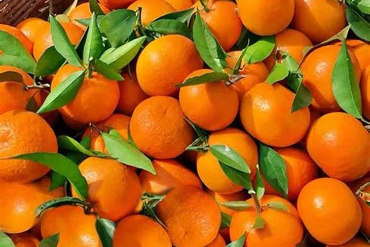 沃柑冬肥用什么肥料好