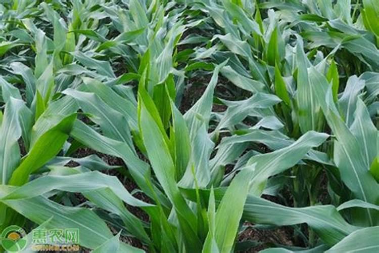 玉米追肥,用什么肥最实惠