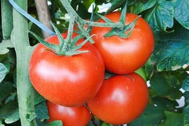 西红柿需用什么样的肥料