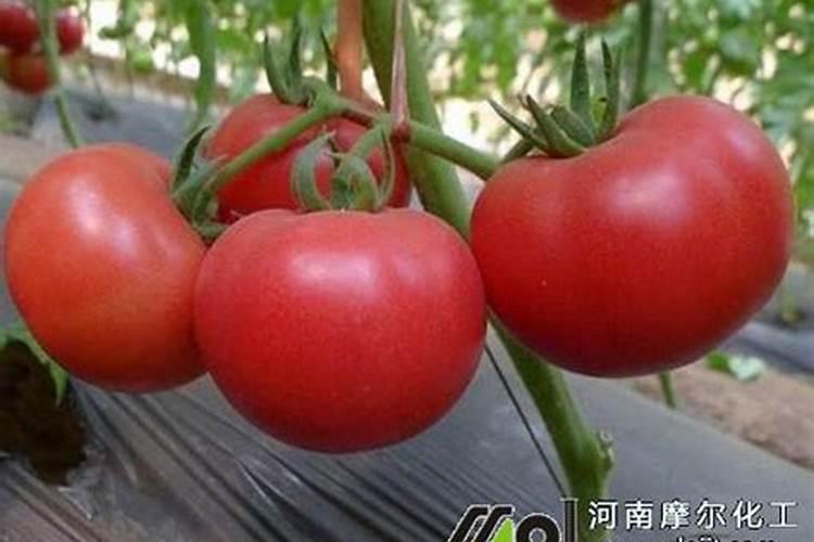 番茄施什么肥合适