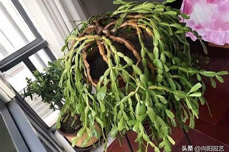 桃树花前花后打药技巧有哪些