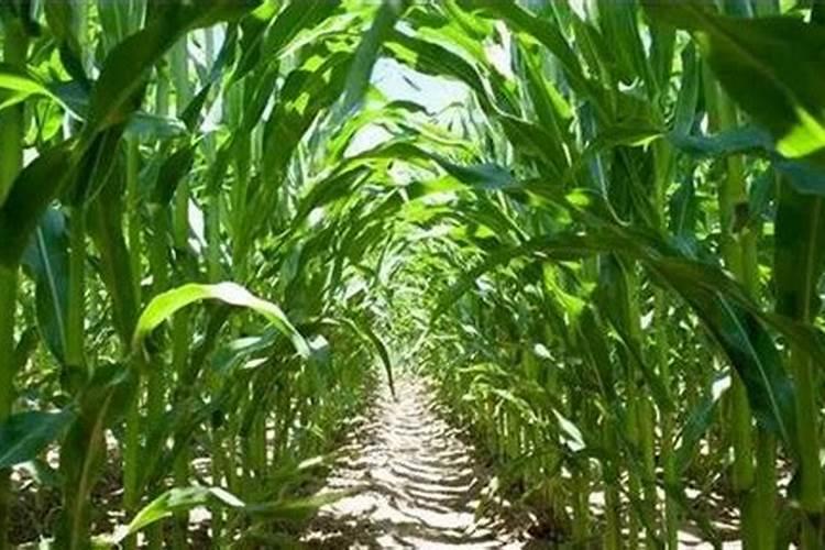 纯钾肥的含钾最高多少