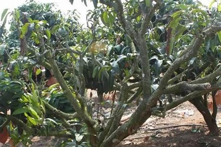 芒果树应该怎样施肥,芒果树的施肥技术