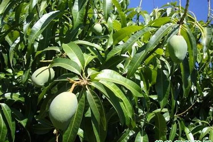 芒果花期用什么肥料好
