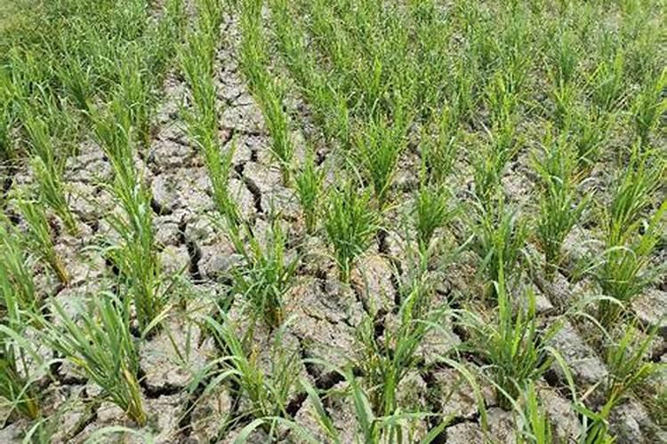 复硝酚钠的作用和用法是什么？