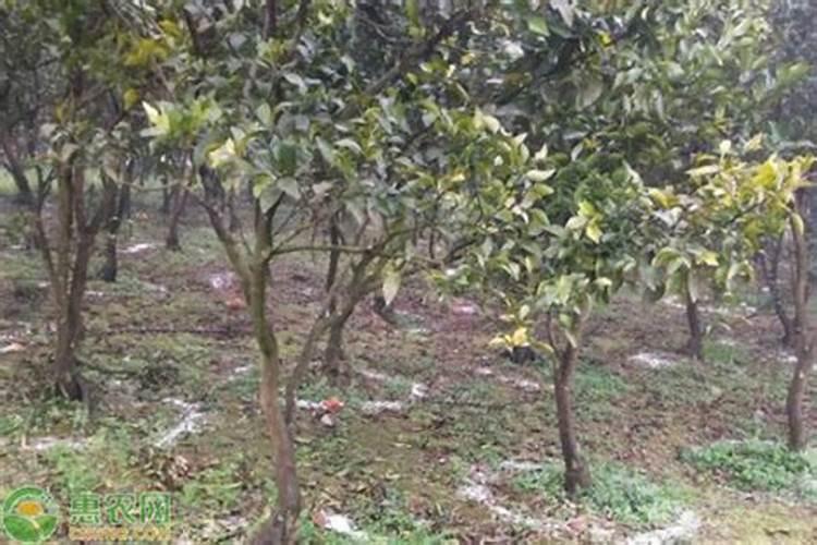 尿素可以水溶后施肥吗 尿素兑水比例多少合适