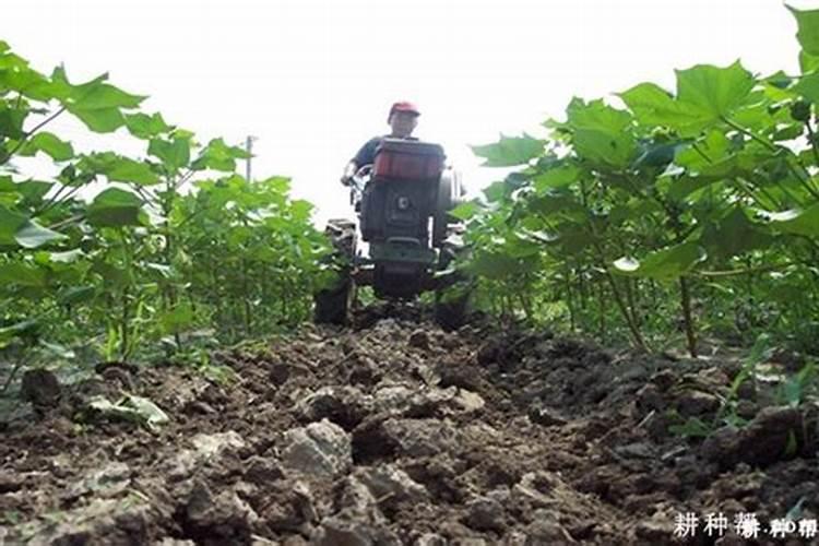 瓜果蔬菜缺硼会带来哪些危害,补施硼肥的作用和方法是什么？