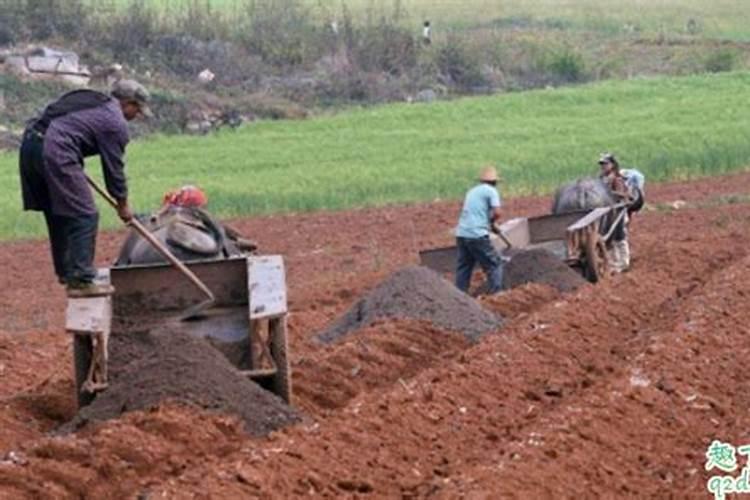 葡萄树发芽要注意什么？