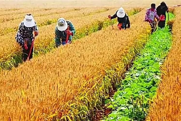 磷肥用于什么农作物 附使用方法