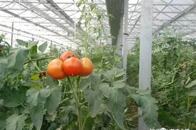 西红柿结果期怎么管理