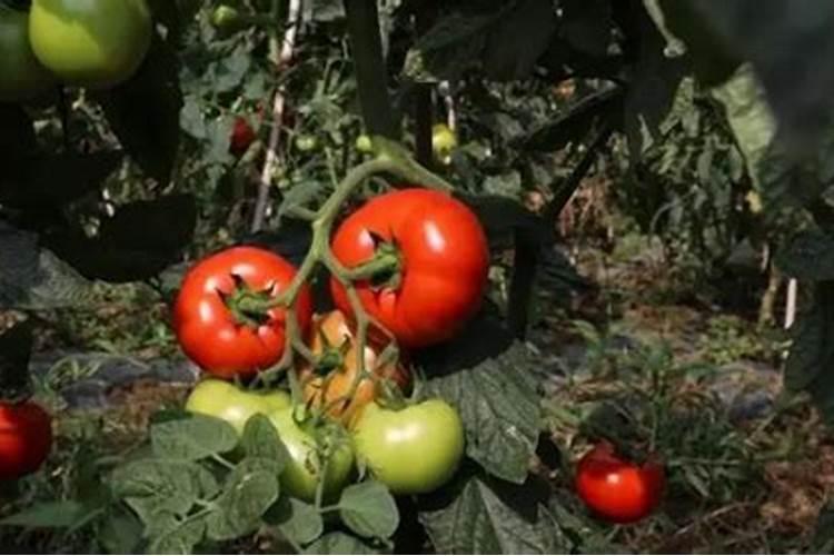 西红柿采摘期该注意些什么,求指教