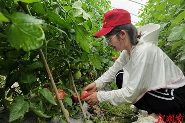 西红柿怎样管理