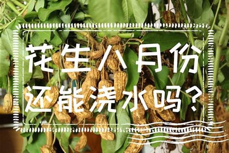 花生施肥的最佳时间